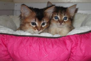 Cat sitting calmly in a well-maintained cattery space