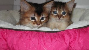 Relaxed cat enjoying a quiet and well-maintained cattery environment