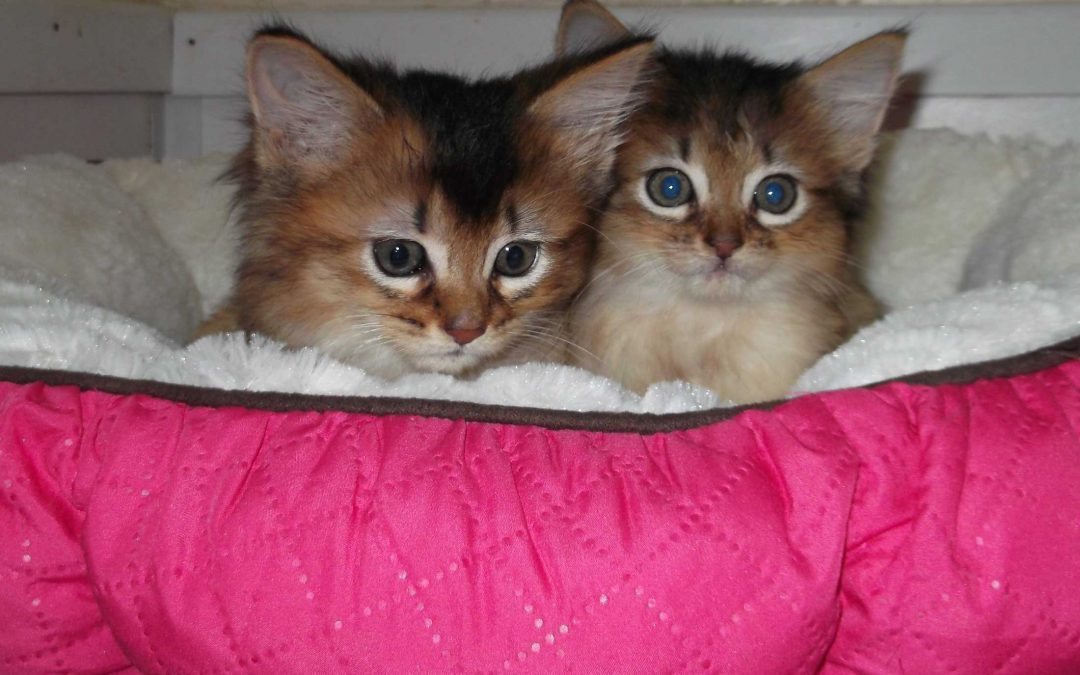Step-by-Step Guide to Adopting a Cat from a Cat Café