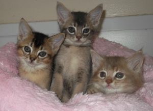 Content cat resting calmly inside a professional cattery