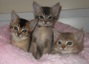 Cat lying quietly inside a secure and comfortable indoor cattery space