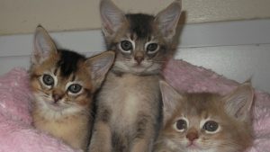 Cat lying peacefully inside a secure indoor enclosure