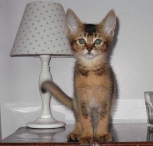 Relaxed cat enjoying a clean and peaceful cattery environment