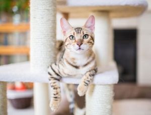 cat cafe 