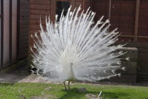 In house entertainment for cats