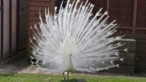 In house entertainment for cats