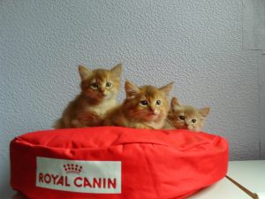 Relaxed Cat in Professional Cattery Care