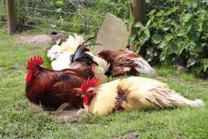 PLenty of visual stimulation for our feline guests