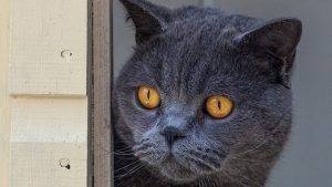 Cat lying calmly inside a clean and secure indoor space