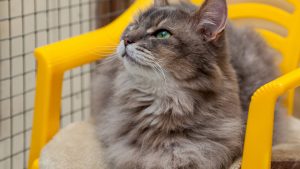 Cat lying peacefully in a clean indoor cattery enclosure