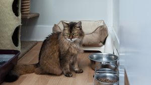 Cat lying calmly inside a clean indoor cattery enclosure