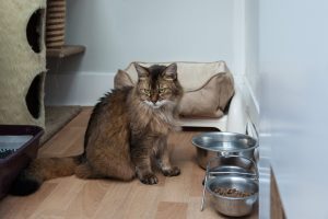 Cat lying quietly inside a secure and comfortable indoor cattery space