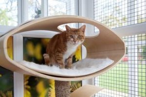 Cat sitting peacefully in a clean and quiet cattery