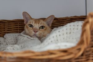 Secure Indoor Cat Enclosure