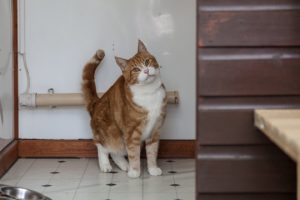 Clean and Secure Indoor Cat Enclosure