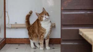 Calm cat relaxing inside a clean and quiet cattery environment