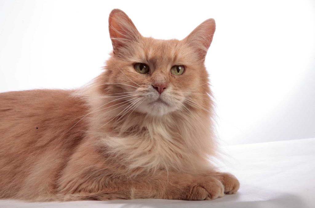How Cat Cafe Culture Can Raise Feline-Friendly Space?