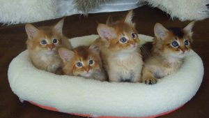 Relaxed cat resting comfortably inside a professional cattery