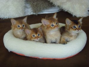 Brizlincoat Cattery – Calm and Comfortable Cat Boarding