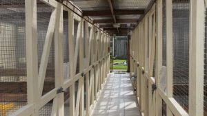 Brizlincoat Cattery – Safe and Comfortable Cat Enclosures