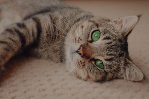 Booking page hero image for Brizlincoat Cattery cat care services