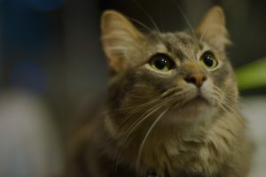 Caring and professional environment for cats at Brizlincoat Cattery