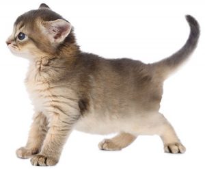 Cat in a calm and well-maintained environment at Brizlincoat Cattery in Birmingham
