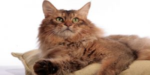 Cattery booking calendar with available dates