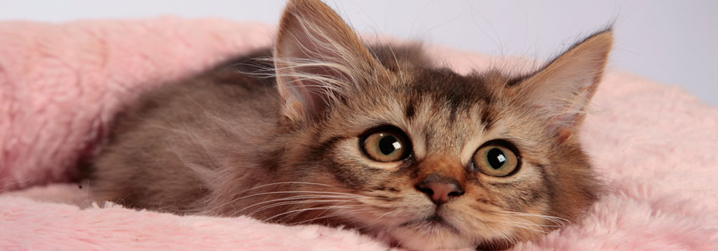 What Should Be In Your Kitten’s Bowl?