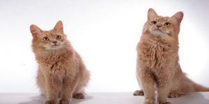 Booking calendar indicating available cattery dates