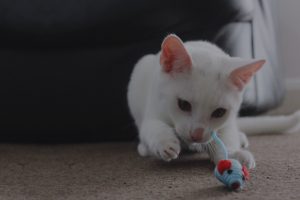 cat-entertainment-hero-1920x1280