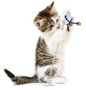 cat-entertainment-row1-400x417