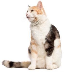 Brizlincoat Cattery – Gentle Care for Senior Cats