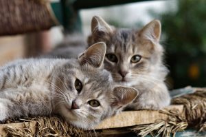Happy cat enjoying professional care at Brizlincoat Cattery in Birmingham