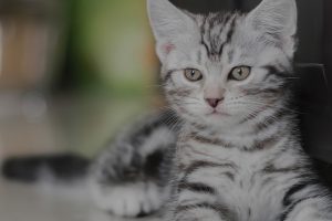 Safe and Caring Environment for Kittens