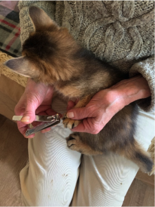 Relaxed cat receiving professional care at a trusted cattery