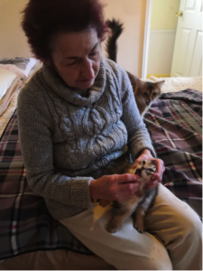 Expert Cat Consultation and Care Services