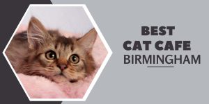Cat cafe Birmingham