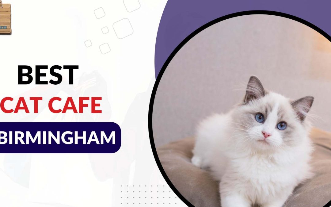 Cat Cafes: What are the Reasons behind their Popularity?