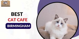 cat café Birmingham