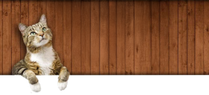 Professional Cat Advice at Brizlincoat Cattery