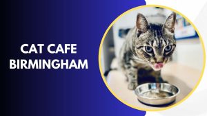 cat cafe Birmingham