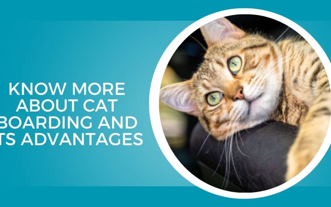 Know More About Cat Boarding And Its Advantages