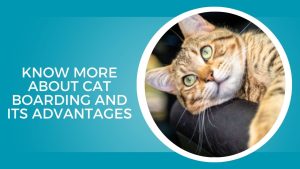 cat experience Birmingham