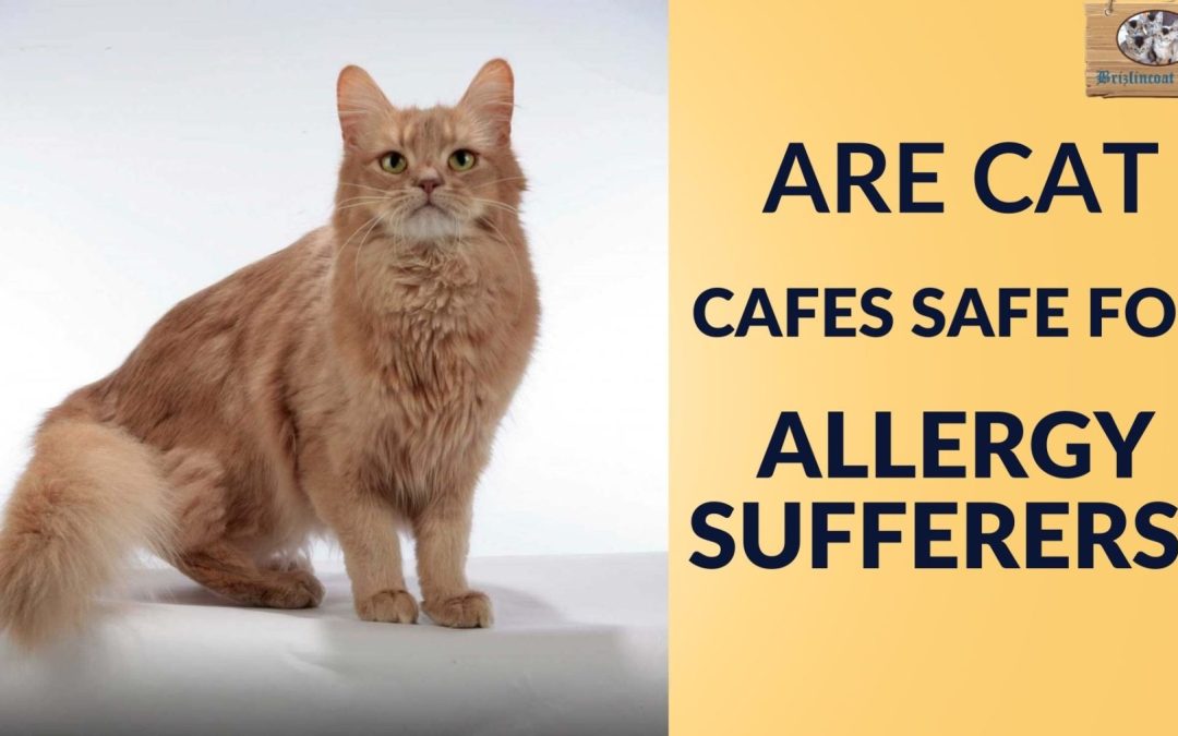Cat Cafes and Allergies: Are They Safe for Sensitive Visitors?