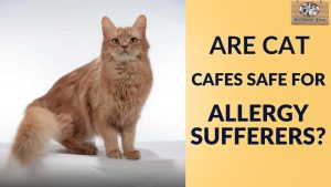 Cat Cafes and Allergies: Are They Safe for Sensitive Visitors?
