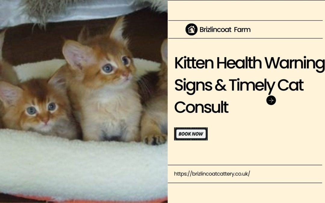 Newborn Kitten Health Red Flags: Get Help With Timely Cat Consultation