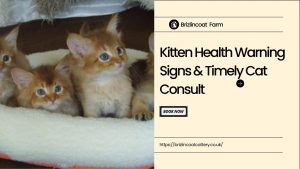 Newborn Kitten Health Red Flags: Get Help With Timely Cat Consultation