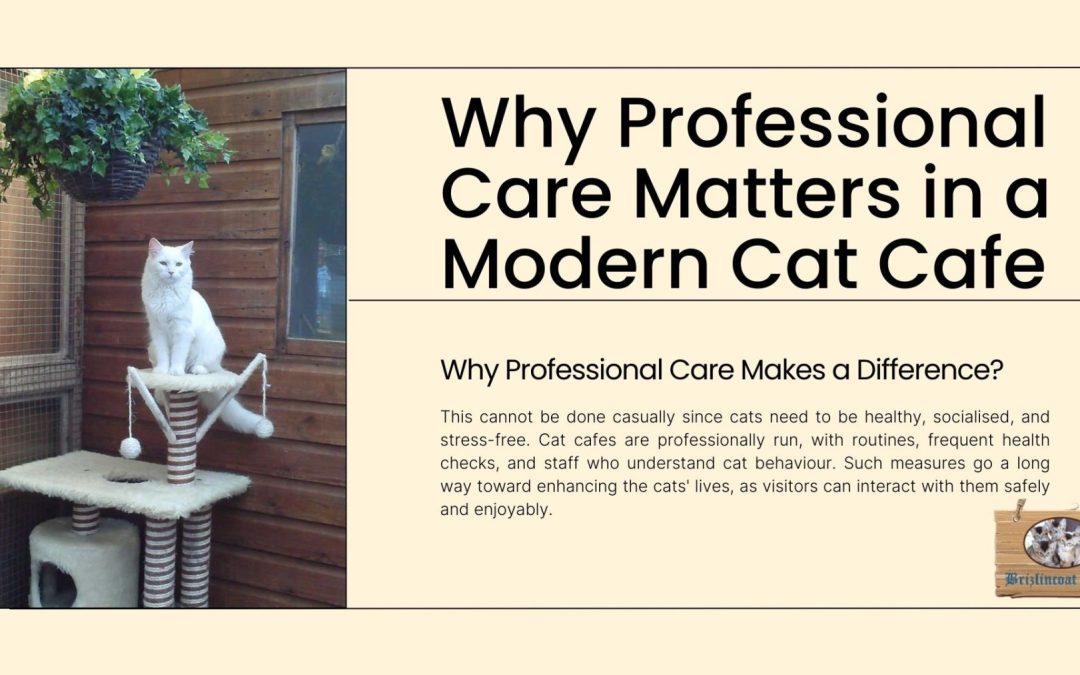 How does Professional Care in Birmingham Cat Cafés benefit cats?