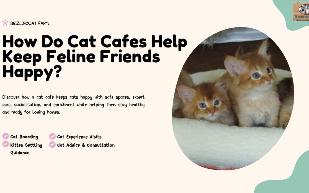 How Do Cat Cafes Help Keep Feline Friends Happy?